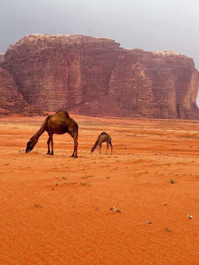 Wadi Rum Oryx Hostel & Tours Dış mekan fotoğraf